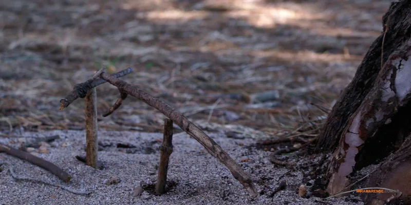 Miramar | Bosque Energético Bosque Energético