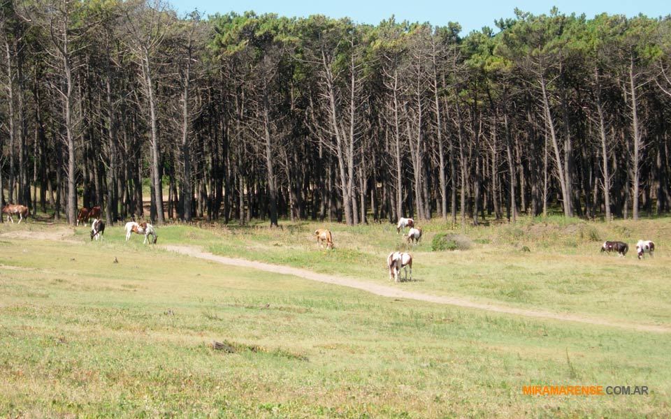 Caminos internos del vivero