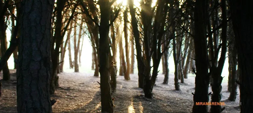Bosque Energético en Miramar