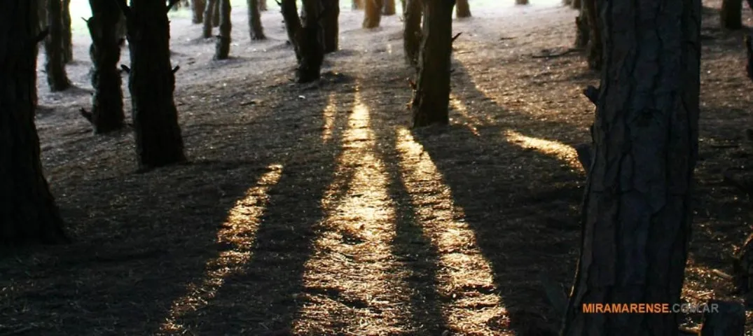 Bosque Energético en Miramar