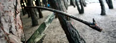 Paseos por Miramar - Bosque Energético