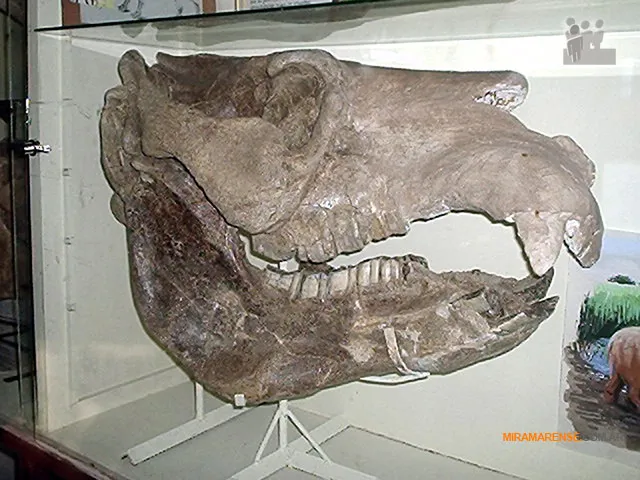 Museo y Archivo Histórico de Miramar en Miramar