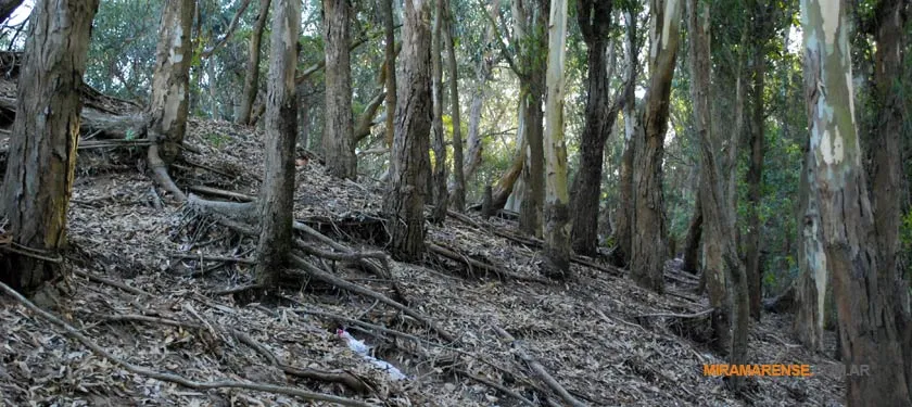 Bosque Vivero Dunícola en Miramar