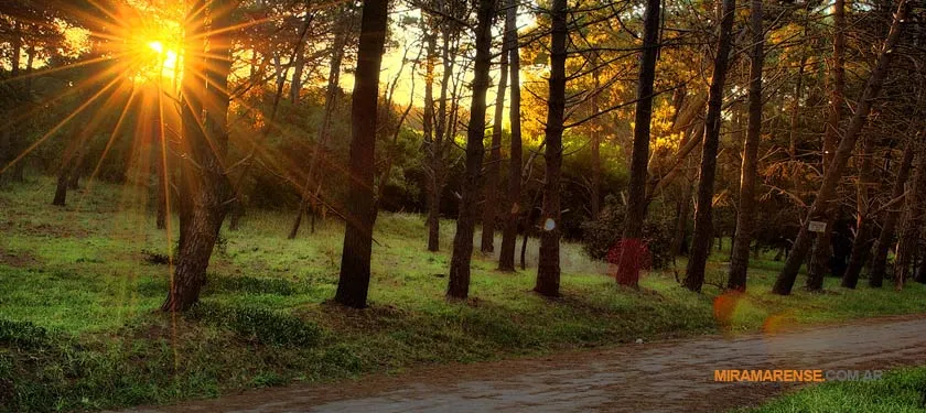 Bosque Vivero Dunícola en Miramar