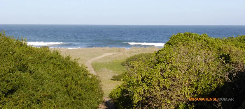 Bosque Vivero Dunícola en Miramar