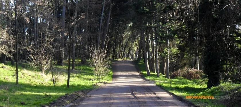 Bosque Vivero Dunícola en Miramar