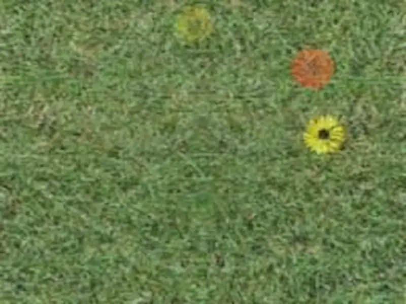 Día de la Primavera en Miramar | Miramarense