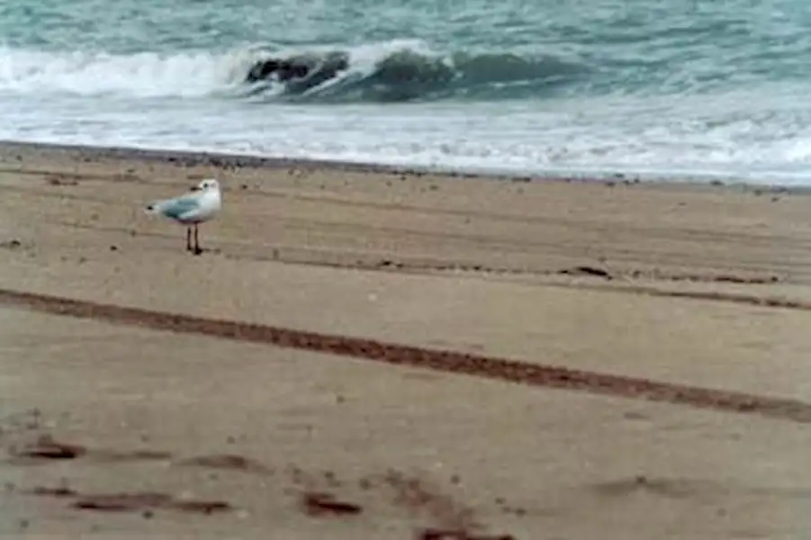 Concurso fotográfico | Miramarense