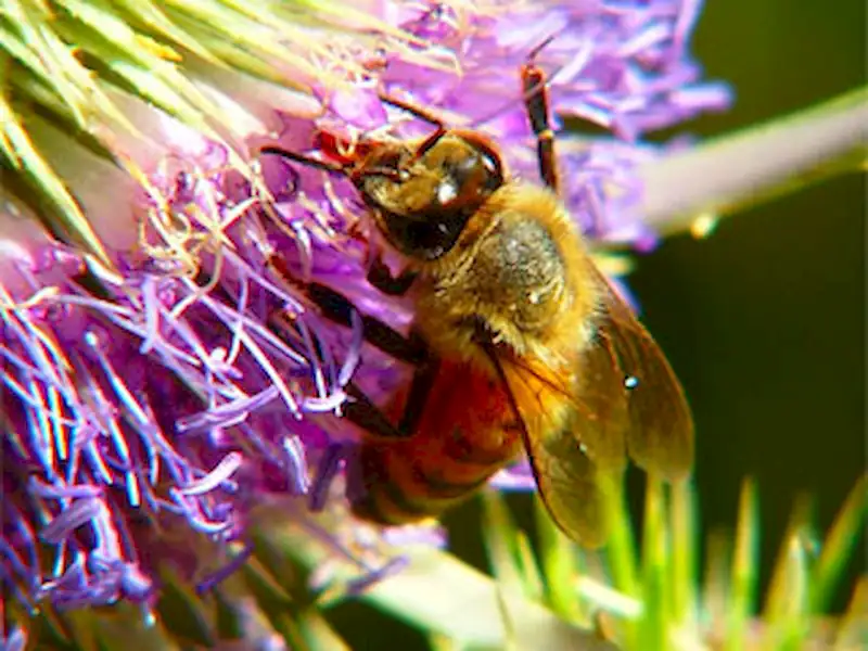 Expo Apícola | Miramarense