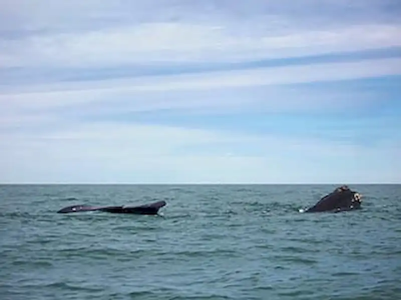 Ballenas de paso | Miramarense