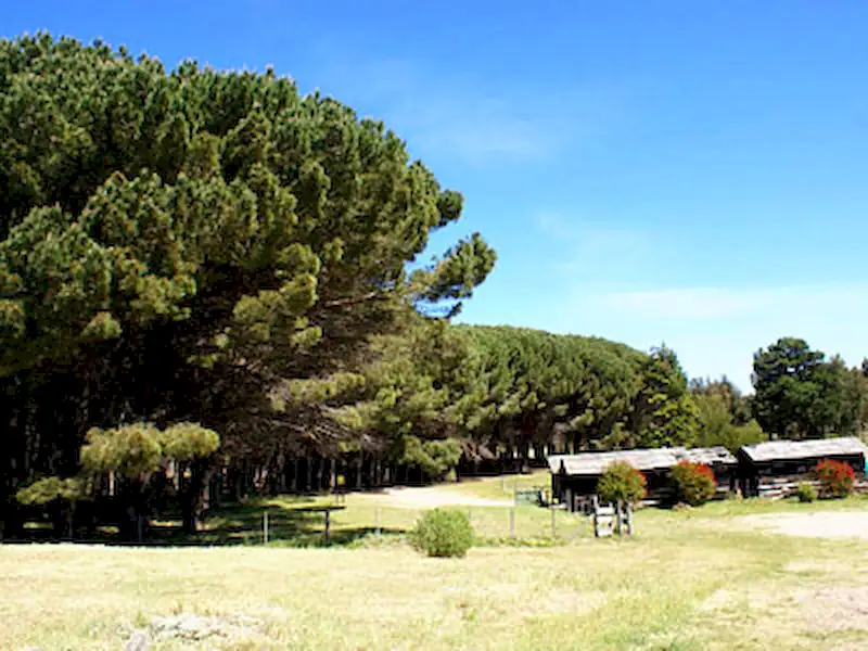 Bosque Energético | Miramarense