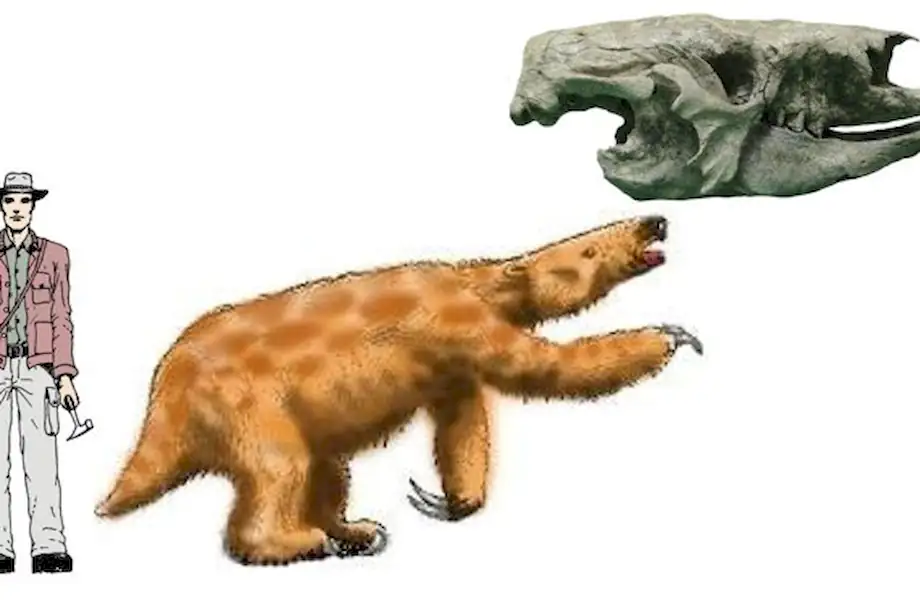 Hallan fósiles en Miramar | Miramarense