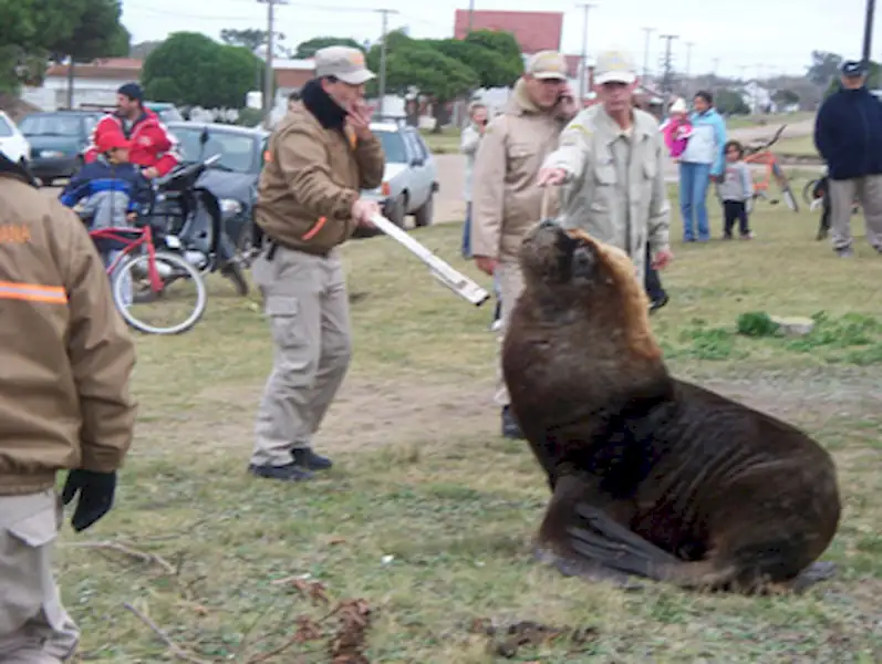 Lobo Marino Suelto | Miramarense