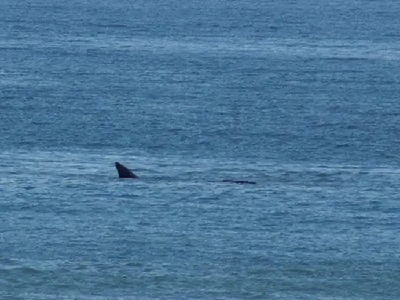 Ballenas en Miramar | Miramarense