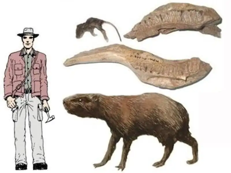 Hallan fosil de 3 millones de años | Miramarense