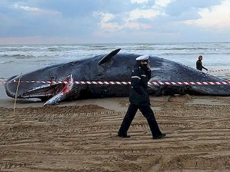 Ballena en la playa | Miramarense
