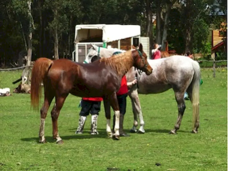 Jornadas de Equinoterapia | Miramarense