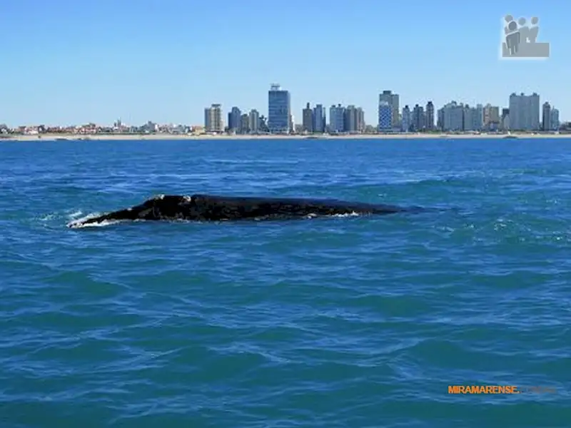Estudiaran Ballenas en Miramar | Miramarense
