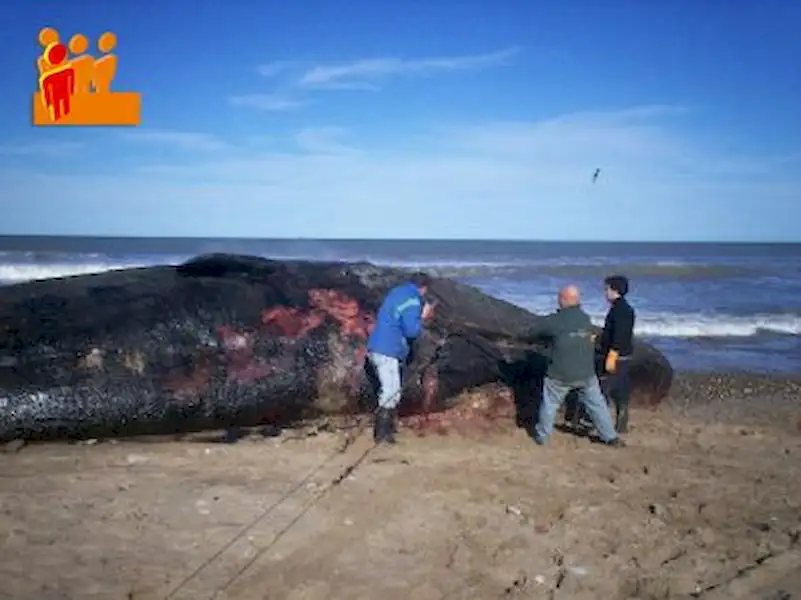 Craneo de Cachalote en el Museo | Miramarense