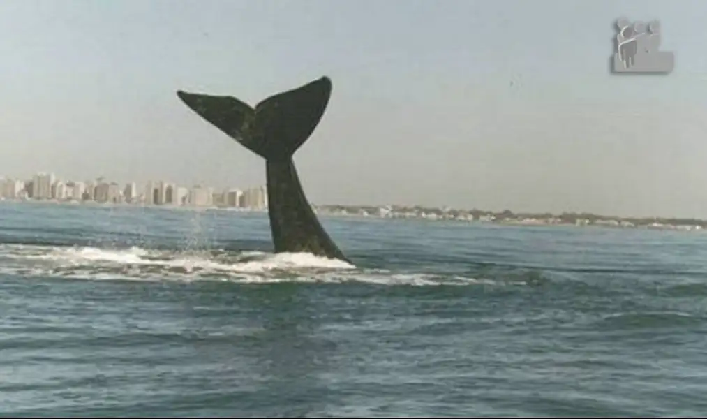 Ballenas en las costas de Miramar | Miramarense
