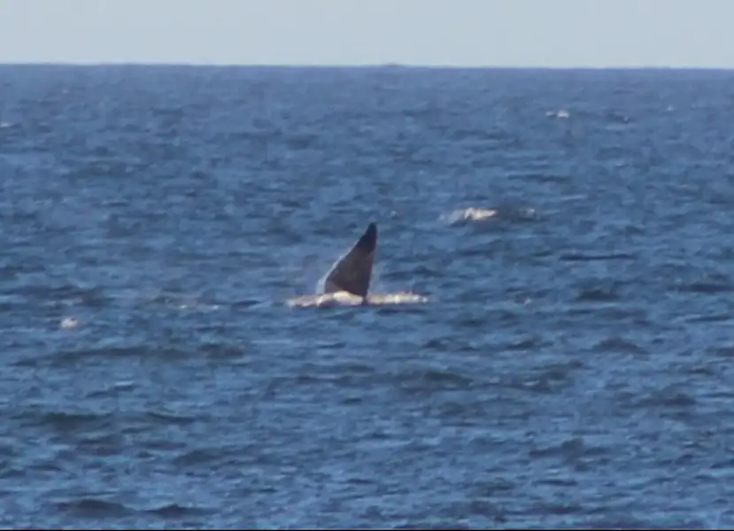 Ballenas en Miramar | Miramarense