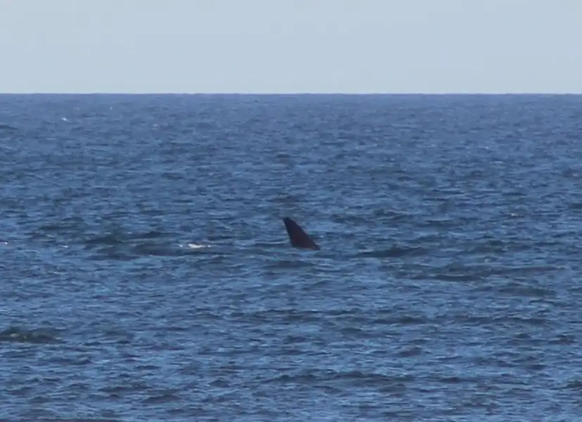 Turismo | Ballenas en Miramar