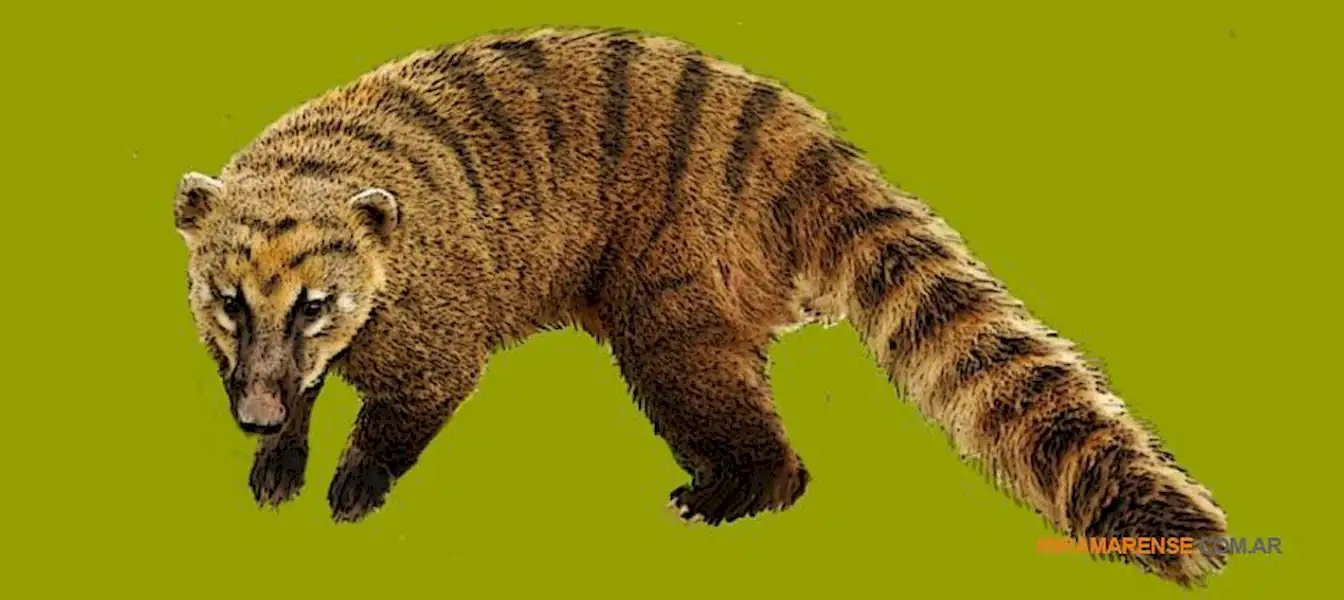 Hallan fósiles de un extraño carnívoro de 3 millones de años | Miramarense