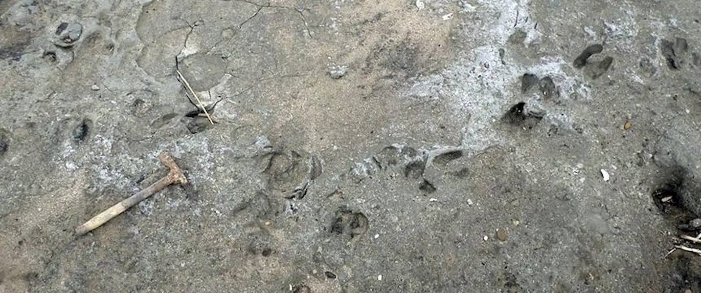 Encuentran gran cantidad de huellas de animales extintos | Miramarense