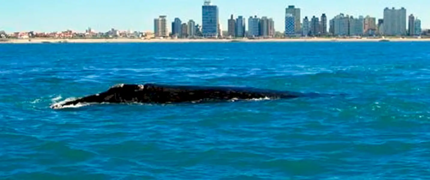 Jornada de Turismo Responsable de Avistaje de Cetáceos | Miramarense