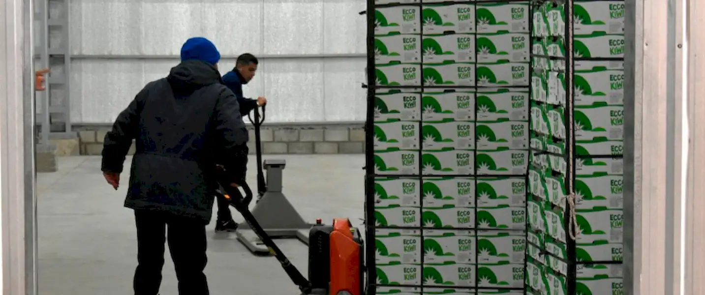 Exportan kiwi desde Miramar a Uruguay | Miramarense